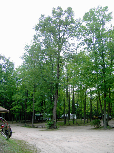 Cadillac Woods Campground Passport America Camping Amp Rv Club