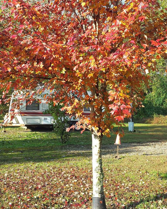 Sandy Springs Campground Passport America Camping & RV Club