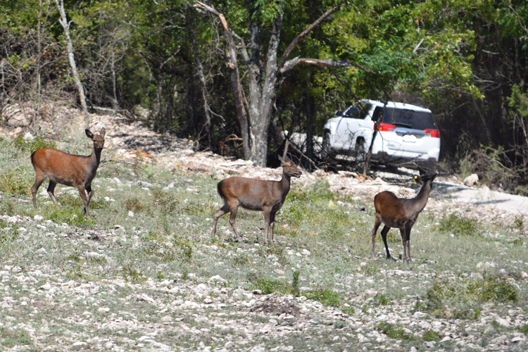 Buena Vista Wildlife Safari and RV Park - Passport America Camping & RV