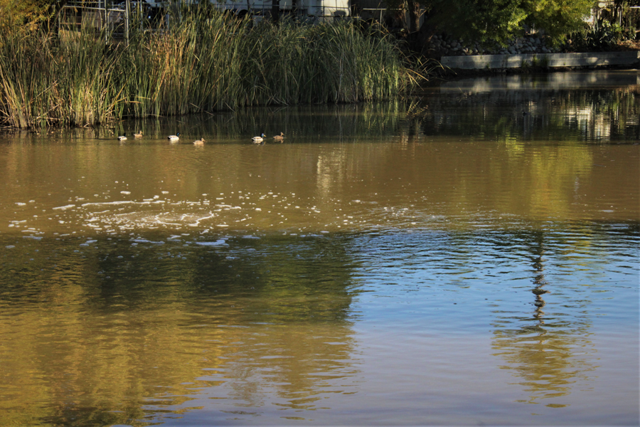 Meadowbrook RV Park Passport America Camping & RV Club